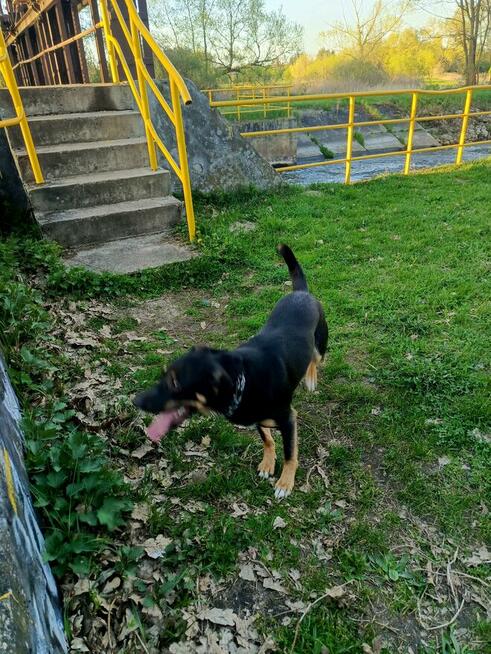 Oddam rocznego pieska