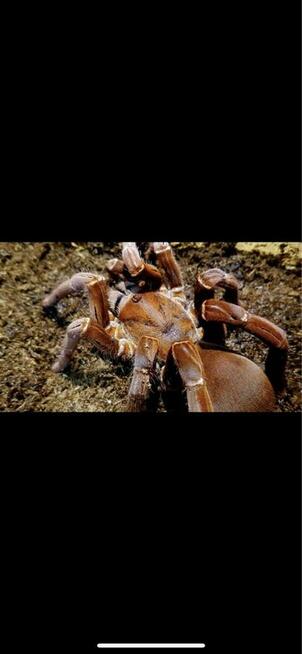 Pelinobius muticus L3
