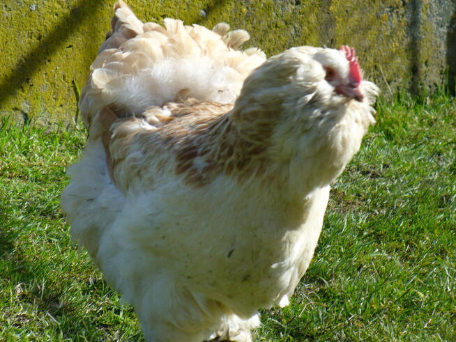 Jajka lęgowe faweroli łososiowej