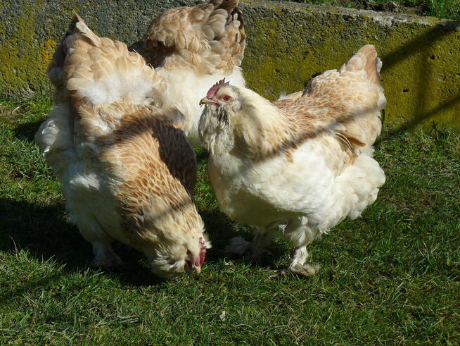 Jajka lęgowe faweroli łososiowej