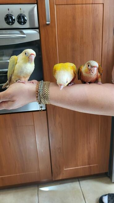 Rudosterki ręcznie karmione pupile