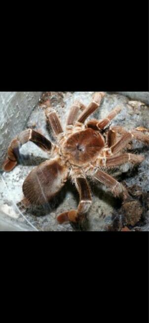 Pelinobius muticus L3