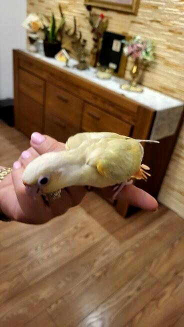 Rudosterki ręcznie karmione pupile