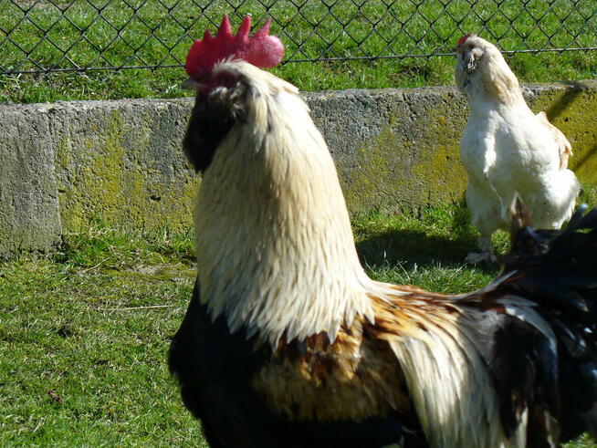 Jajka lęgowe faweroli łososiowej