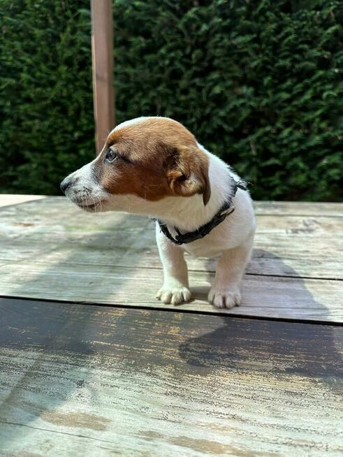 Jeden samiec i dwie suczki Jack Russell