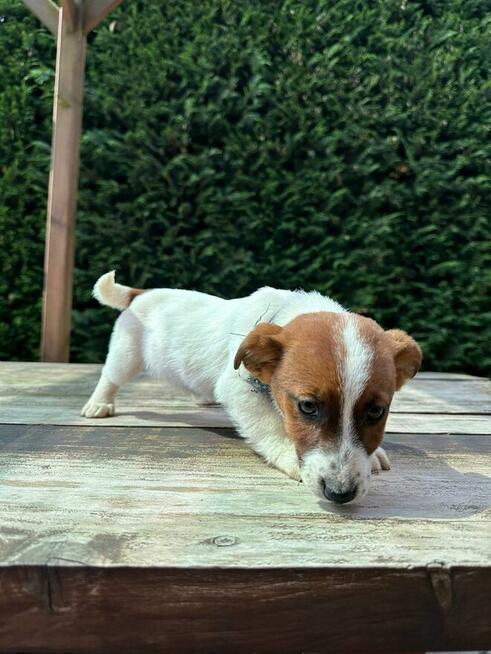 Jeden samiec i dwie suczki Jack Russell