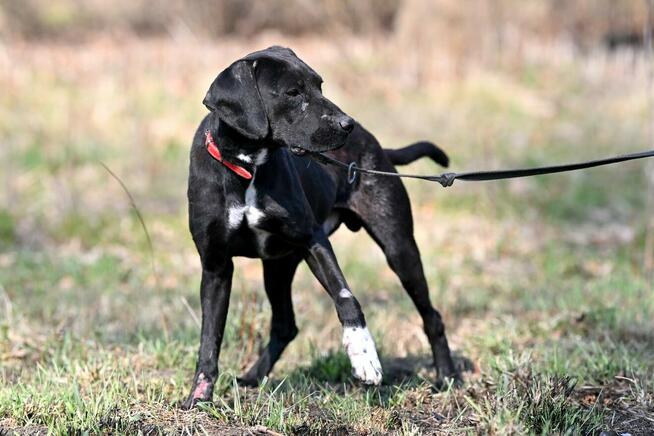 Alarm!!Ogi 2 let.pies ma być uśpiony czy znajdzie dom?