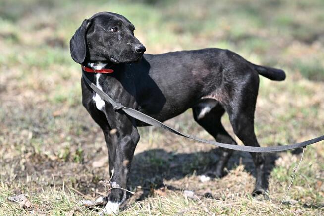 Alarm!!Ogi 2 let.pies ma być uśpiony czy znajdzie dom?