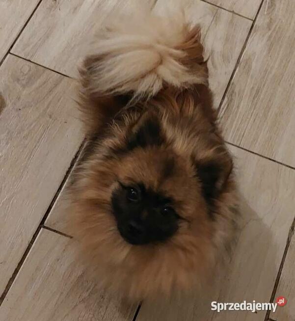 Reproduktor szpic miniaturowy pomeranian / krycie