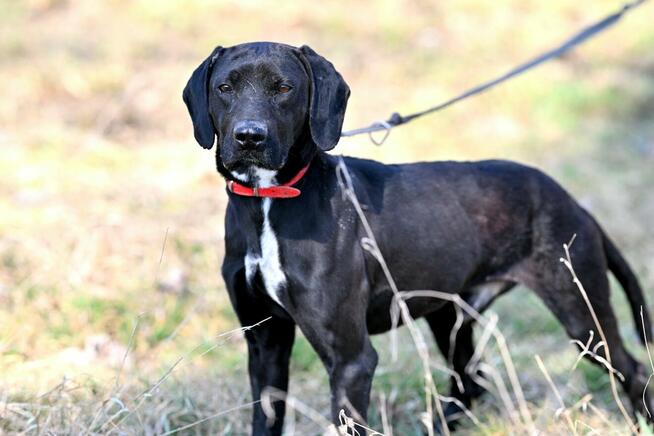 Alarm!!Ogi 2 let.pies ma być uśpiony czy znajdzie dom?