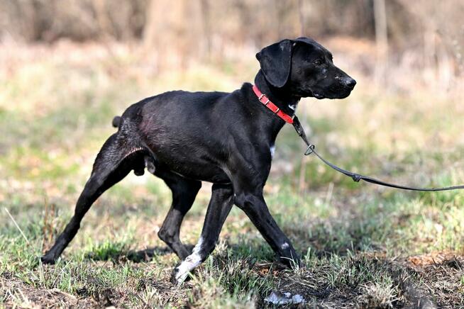 Alarm!!Ogi 2 let.pies ma być uśpiony czy znajdzie dom?