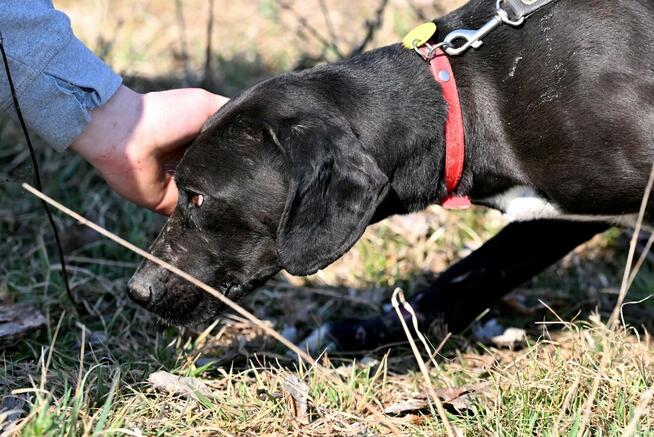Alarm!!Ogi 2 let.pies ma być uśpiony czy znajdzie dom?