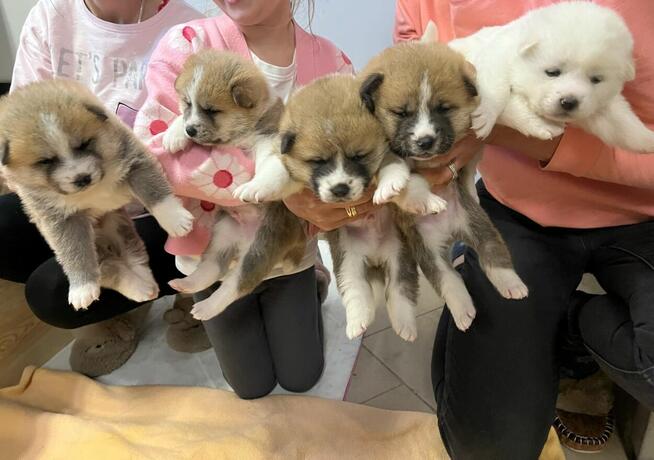 Szczeniak Akita Inu