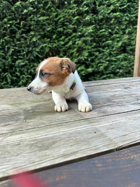 Jeden samiec i dwie suczki Jack Russell