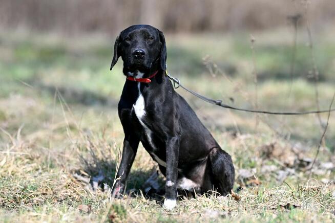 Alarm!!Ogi 2 let.pies ma być uśpiony czy znajdzie dom?