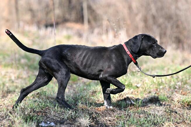 Alarm!!Ogi 2 let.pies ma być uśpiony czy znajdzie dom?