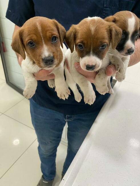 Jeden samiec i dwie suczki Jack Russell