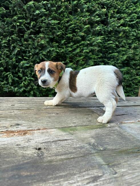 Jeden samiec i dwie suczki Jack Russell