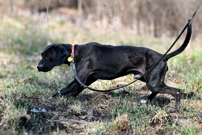 Alarm!!Ogi 2 let.pies ma być uśpiony czy znajdzie dom?