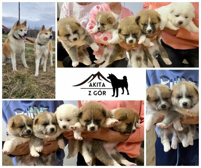 Szczeniak Akita Inu