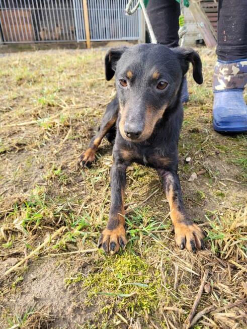 Kola do adopcji