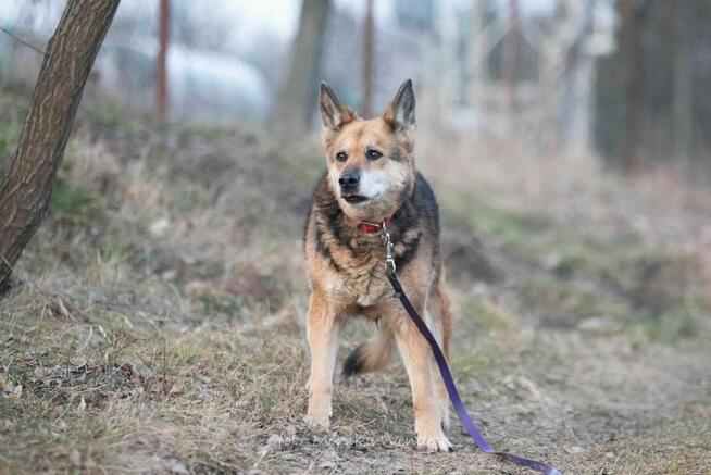 Suzi – 13-letnia dama szuka domu na jesień życia