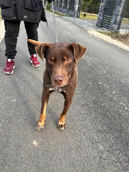 Czekoladowy Rudolf, genialny psi kompan!