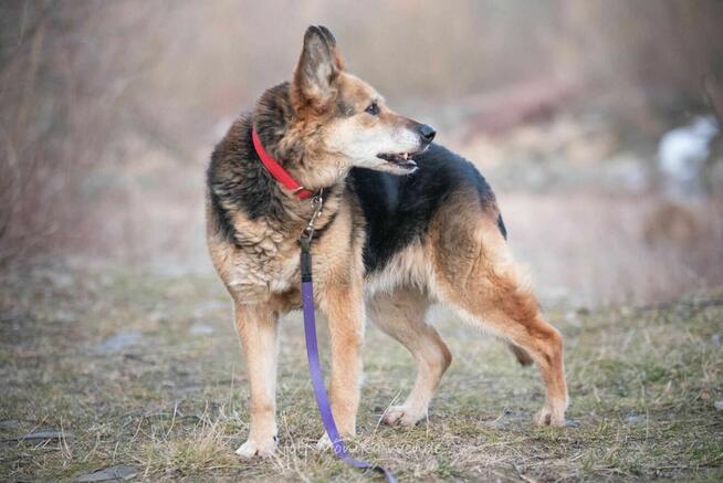 Suzi – 13-letnia dama szuka domu na jesień życia