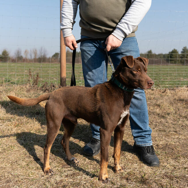Czekoladowy Rudolf, genialny psi kompan!