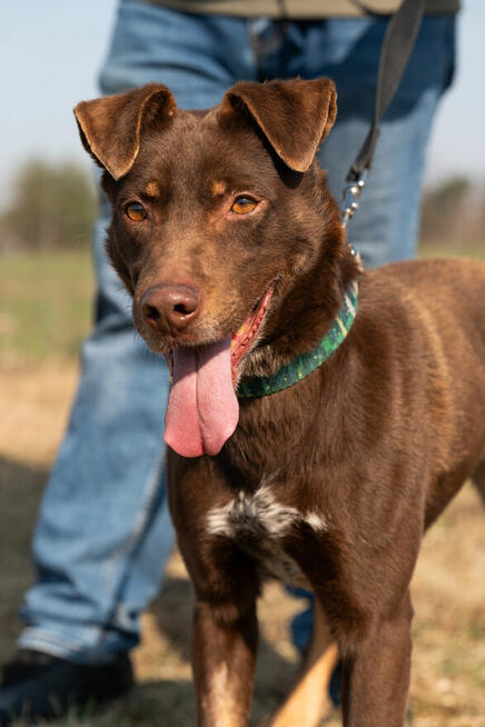 Czekoladowy Rudolf, genialny psi kompan!