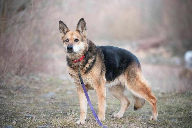 Suzi – 13-letnia dama szuka domu na jesień życia