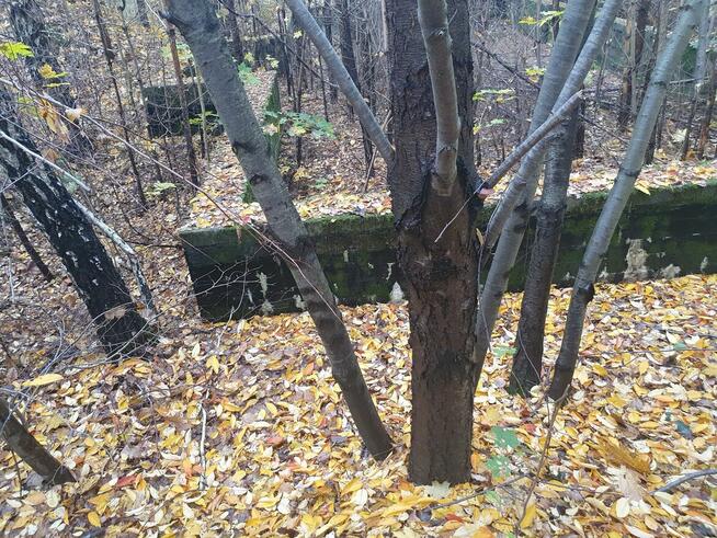 Działka budowlana Wiązowna