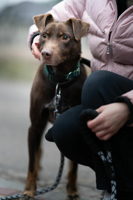 Czekoladowy Rudolf, genialny psi kompan!