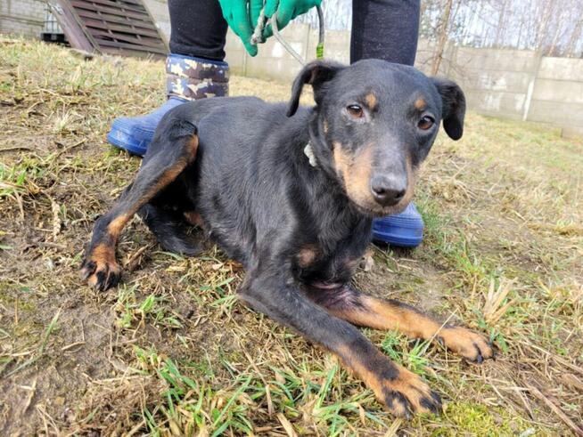 Kola do adopcji
