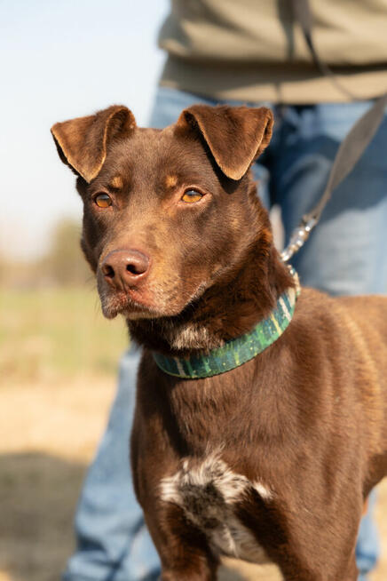 Czekoladowy Rudolf, genialny psi kompan!