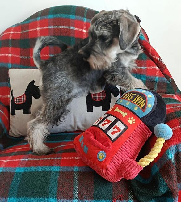 Sznaucer miniaturowy pieprz i sól FCI