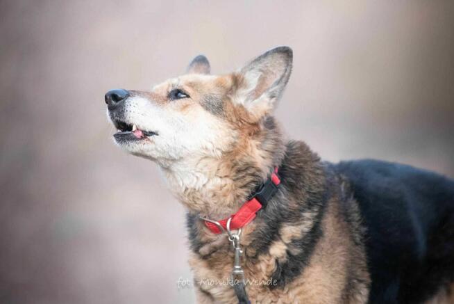 Suzi – 13-letnia dama szuka domu na jesień życia