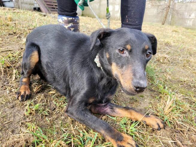 Kola do adopcji