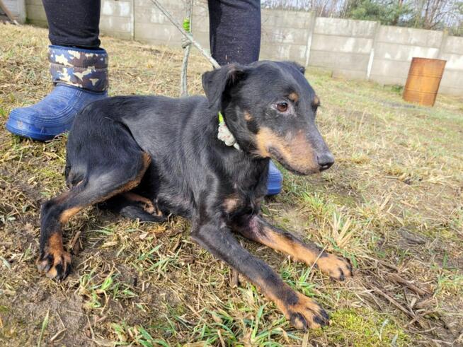 Kola do adopcji