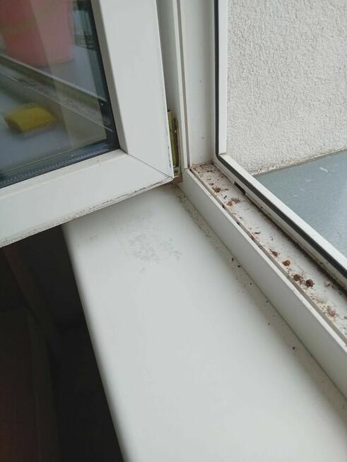 Usługi Sprzątające