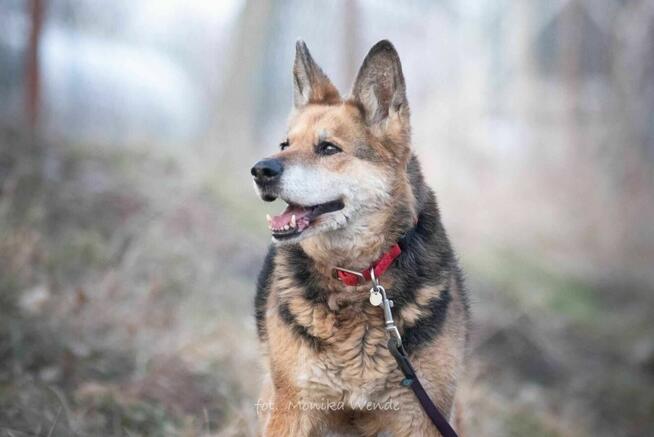 Suzi – 13-letnia dama szuka domu na jesień życia