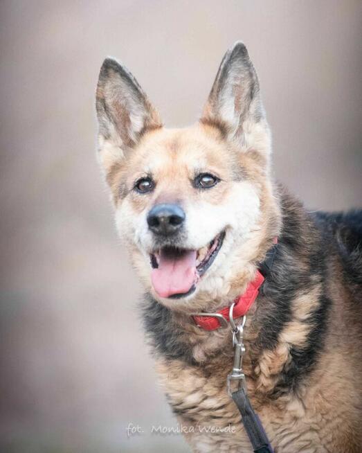 Suzi – 13-letnia dama szuka domu na jesień życia