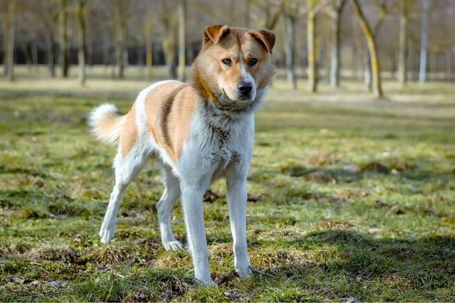 Maniek-bialo rudy psiak czeka na cierpliwy i wyrozumiały dom