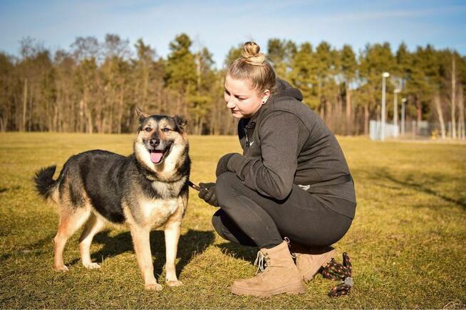 Matis-cudowny średniej wielkosci pies do adopcji