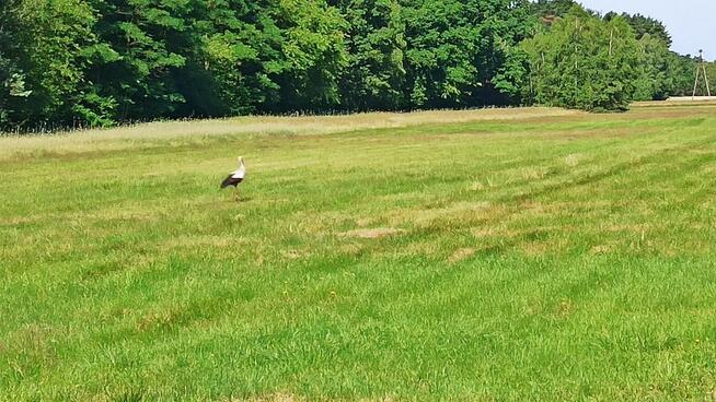 DZIAŁKA W OTULINIE LASÓW -GRĄDY STARE GMINA GRODZIEC