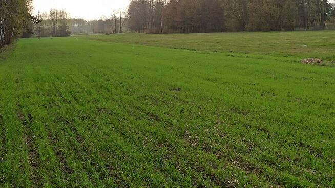 UROKLIWA DZIAŁKA Gmina Grodzie- połowa drogi KONIN- KALISZ