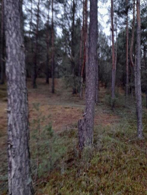 Działki pod produkcję rolną, produkcję siana, lasy