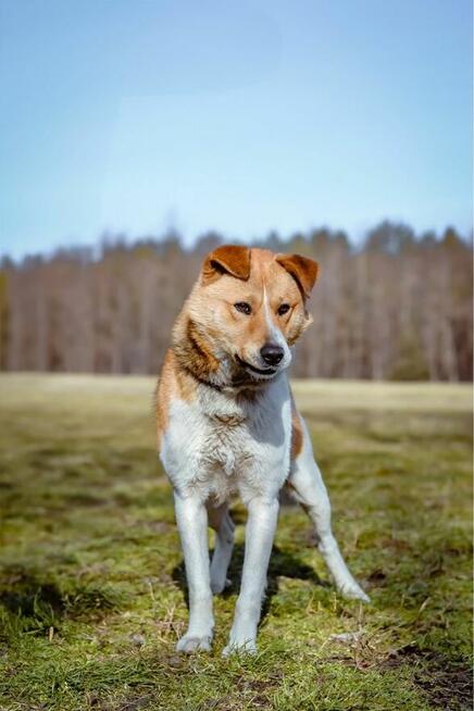 Maniek-bialo rudy psiak czeka na cierpliwy i wyrozumiały dom