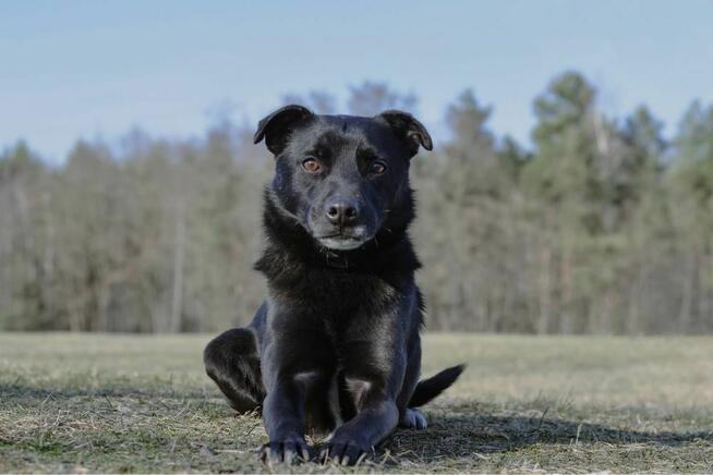Negro-czarny, zwykly, nieśmiary pies czeka na cierpliwy dom