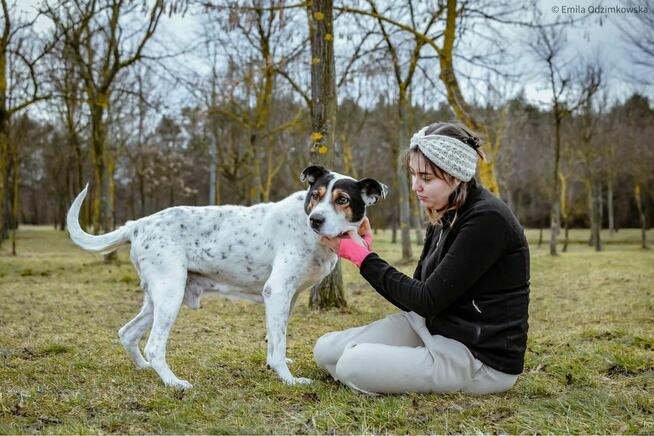 Major - pies który wygral życie prosi o prawdziwy dom-adopcja